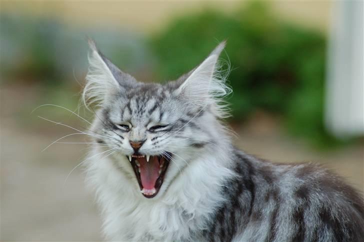 Maine Coon STORM billede 9