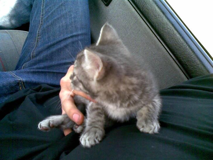 Huskat Cille † R.I.P. † billede 2