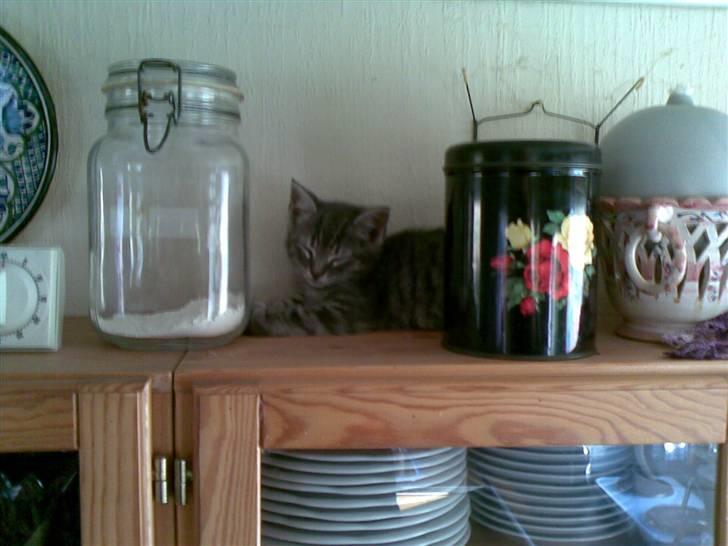 Huskat Cille † R.I.P. † billede 3