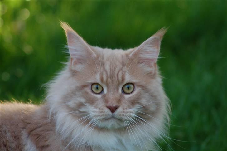 Maine Coon Vasco billede 1