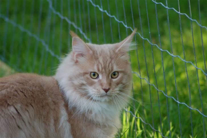 Maine Coon Vasco billede 2