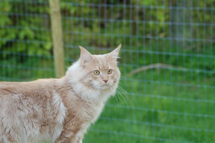 Maine Coon Vasco billede 3
