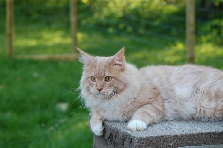 Maine Coon Vasco billede 4