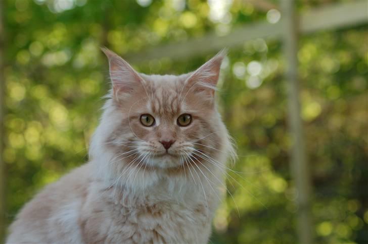 Maine Coon Vasco billede 5