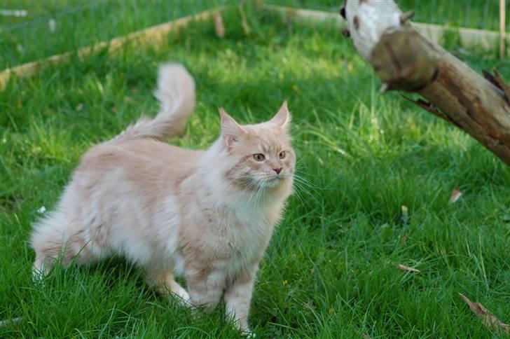 Maine Coon Vasco billede 7