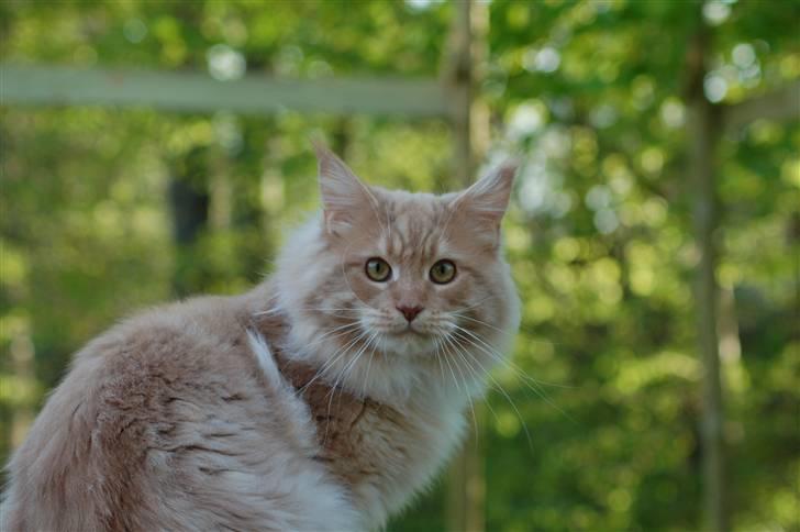 Maine Coon Vasco billede 8