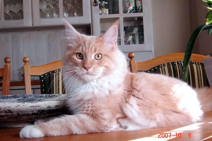 Maine Coon Vasco billede 9