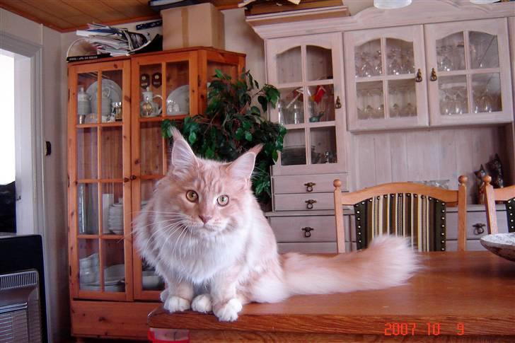 Maine Coon Vasco billede 10