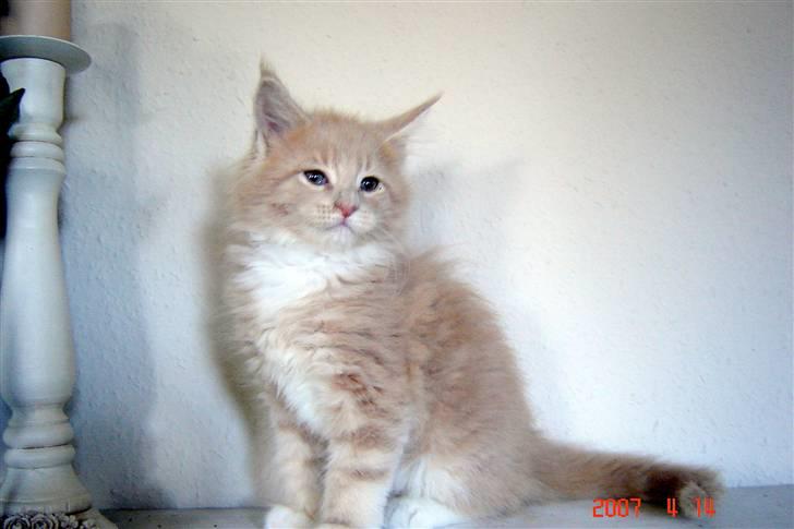 Maine Coon Vasco billede 11