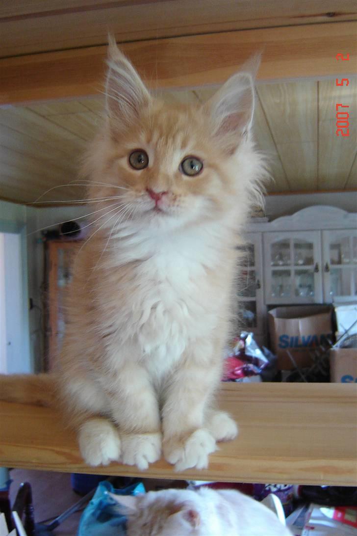 Maine Coon Vasco billede 12