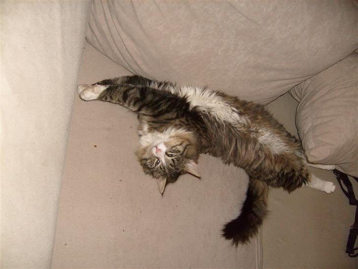 Blanding af racer sasi r.i.p billede 10