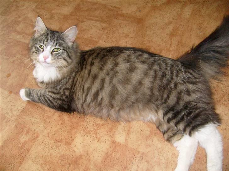 Blanding af racer sasi r.i.p billede 11