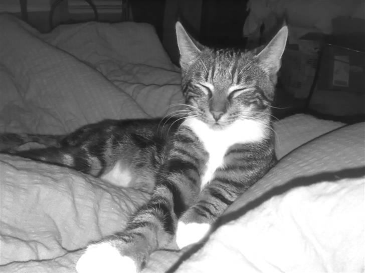 Blanding af racer Thorkild - Her er jeg så :-) billede 1