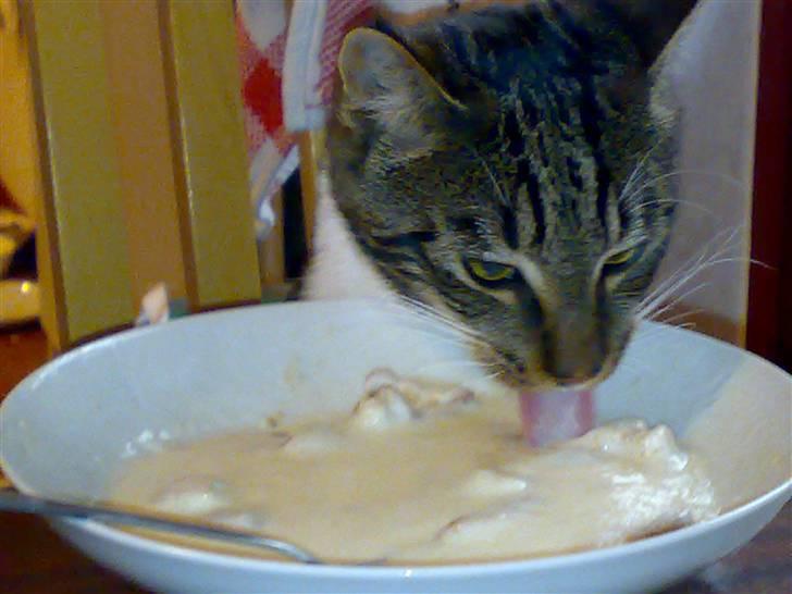 Blanding af racer Thorkild - Mmm... Koldskål :-D billede 3