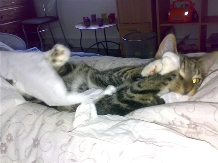 Blanding af racer Thorkild - Det her wc-papir.... Det skal bare DØ! billede 4