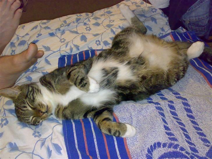 Blanding af racer Thorkild - Puha, det er hårdt at være ude hele dagen! billede 5