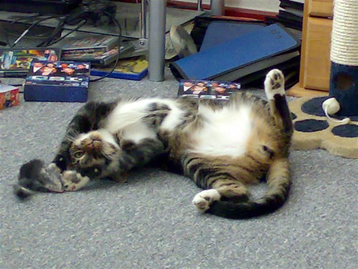 Blanding af racer Thorkild - Se lige MIN nye mus :-D !! billede 6