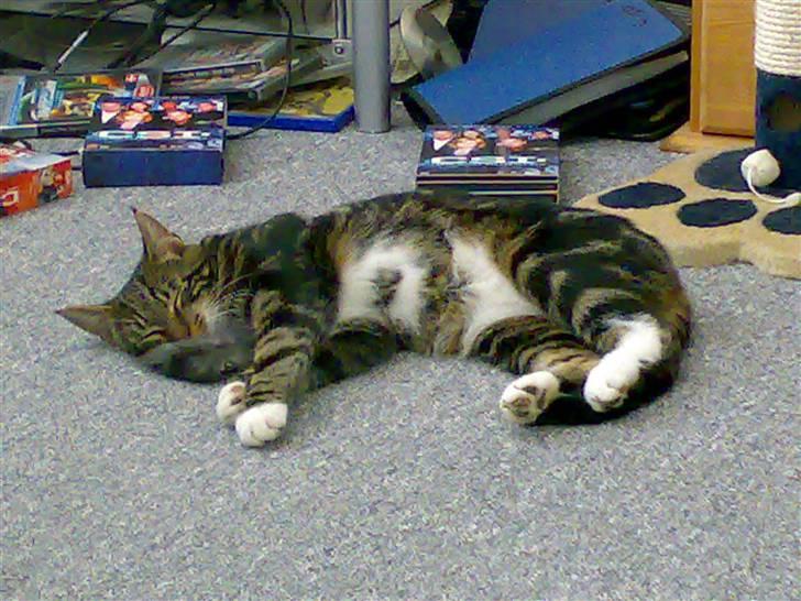 Blanding af racer Thorkild - Den kan også bruges som hovedpude :-) billede 7