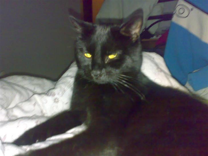 Blanding af racer Tiger - Her er jeg så :-) billede 1