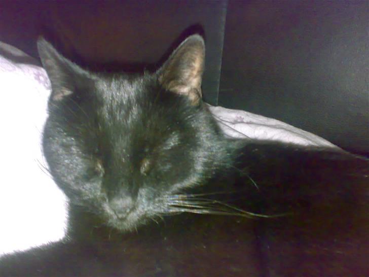 Blanding af racer Tiger - Sove er det jeg er bedst til når jeg er hjemme... billede 2