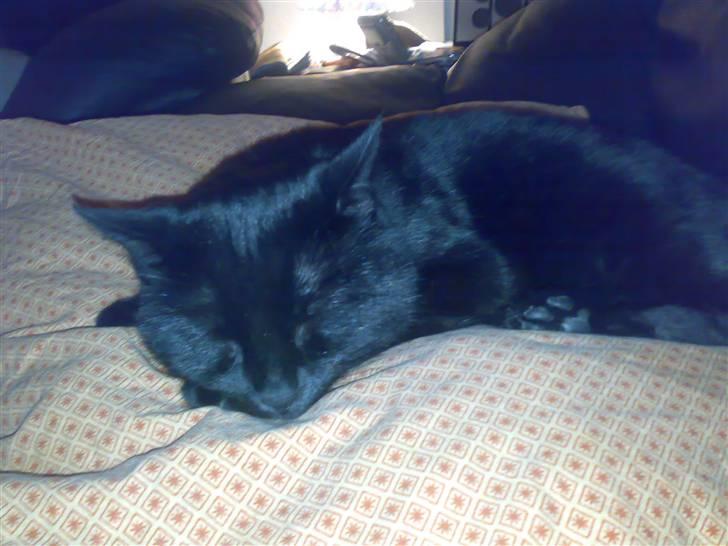 Blanding af racer Tiger - Som sagt, sove er det jeg er bedst til... :-D billede 3