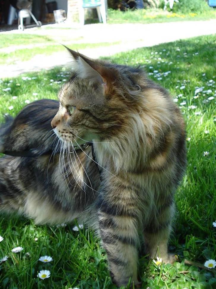 Maine Coon Ally R.I.P - *NYT* Ally i haven 6/5 08 billede 19