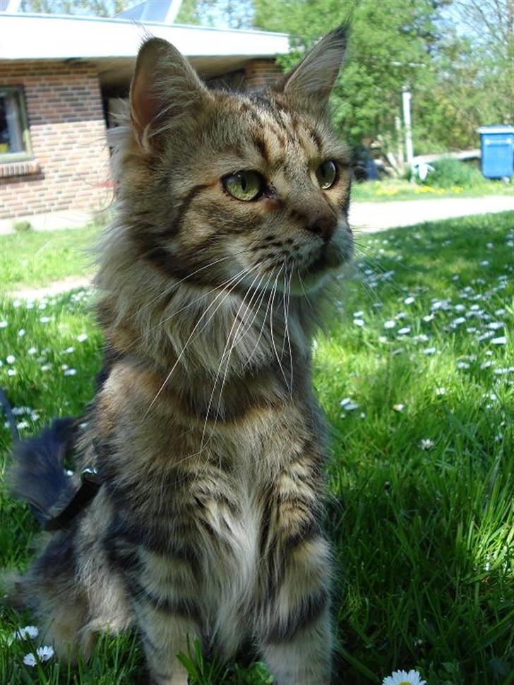 Maine Coon Ally R.I.P - *NYT* Ally i haven 6/5 08 billede 20