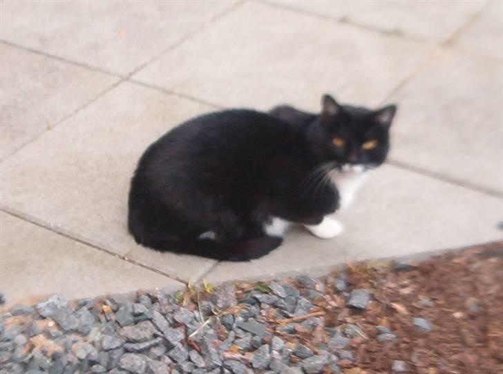 Blanding af racer Mio - lligger og nyder solen..smil billede 6