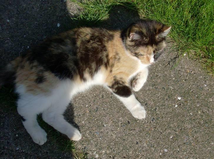 Huskat Futte <3 billede 1