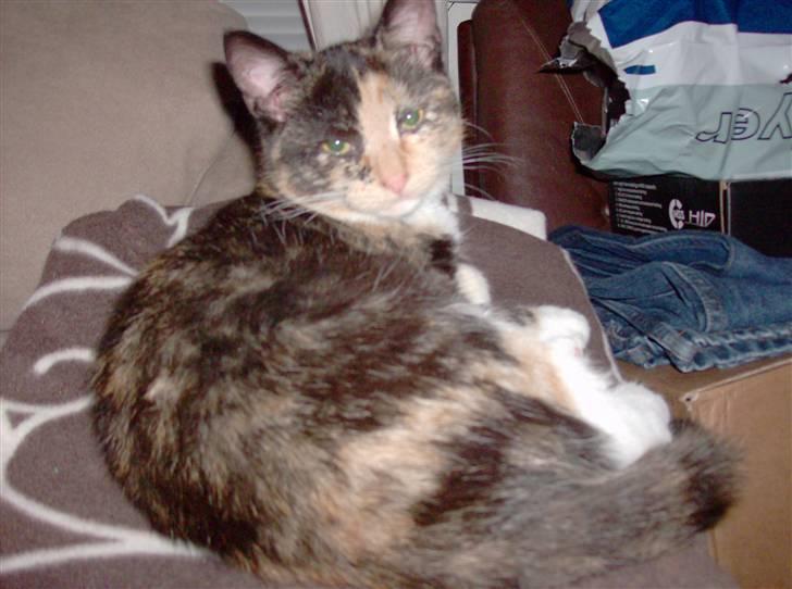 Huskat Putte <3 billede 1