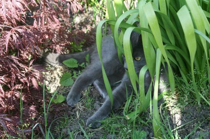 Blanding af racer Phoebe billede 20