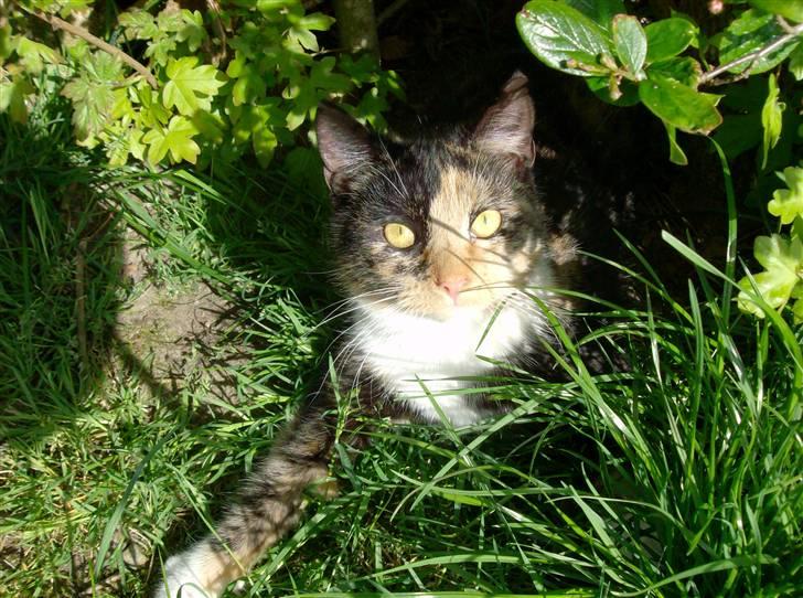 Huskat Putte <3 billede 2