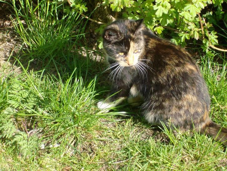 Huskat Putte <3 billede 3