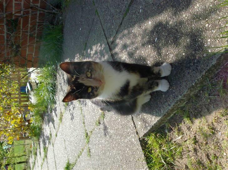 Huskat Putte <3 billede 4