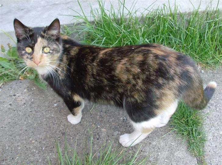 Huskat Putte <3 billede 5