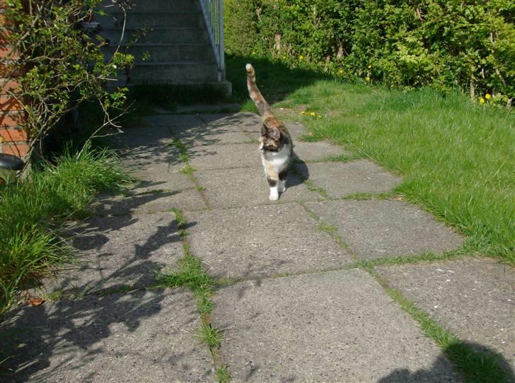 Huskat Futte <3 billede 2