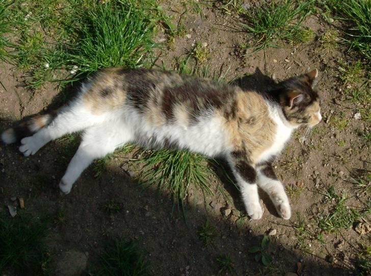 Huskat Futte <3 billede 3