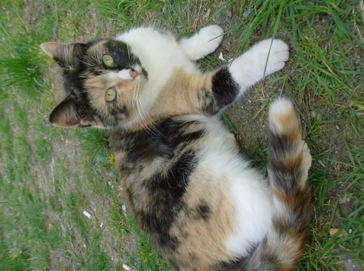 Huskat Futte <3 billede 4