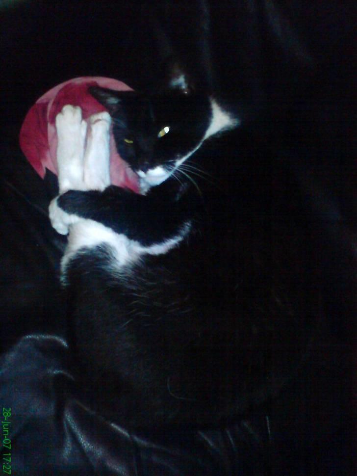 Blanding af racer Mio - mio ligger og putter..Smil billede 7