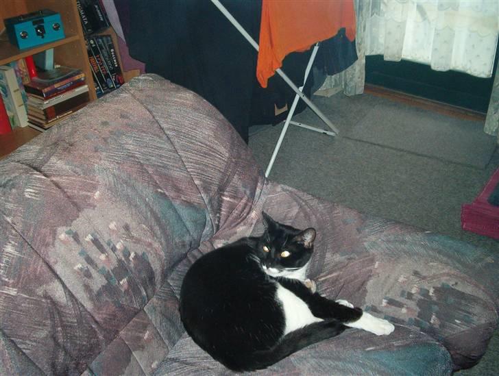 Blanding af racer Mio - tag en afslapper efter en rendetur i nat..Smil billede 8