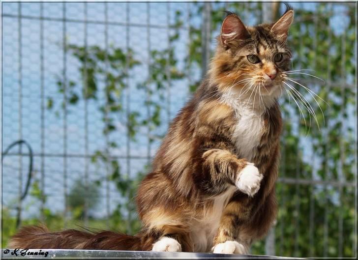 Maine Coon DK Abelone's Biki billede 20