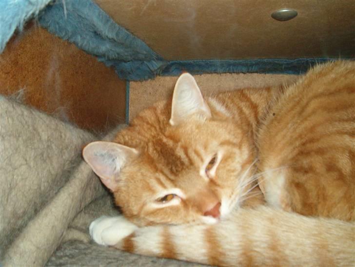 Blanding af racer Laban - her ligger jeg inde i min hule..Smil billede 4