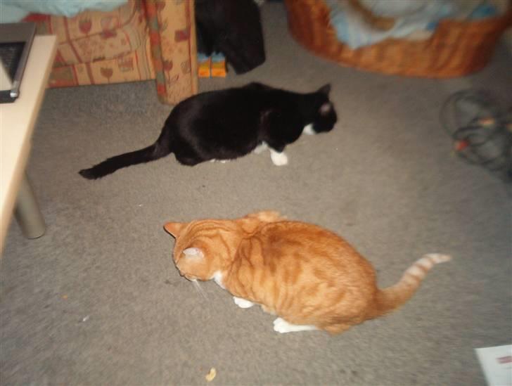 Blanding af racer Mio - her er jeg sammen med min bror laban..!! billede 9