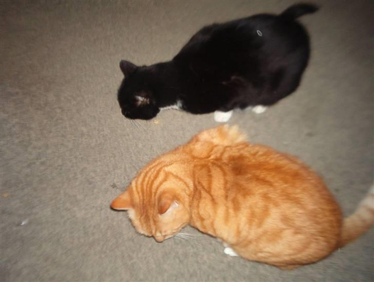 Blanding af racer Mio - Her sidder jeg sammen med min bror Laban og spiser flæskesvær.. umm..  billede 10