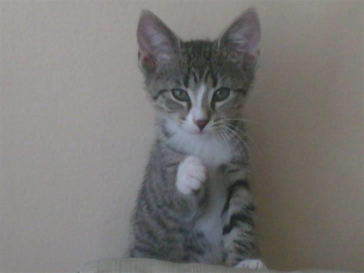 Huskat Sam billede 3