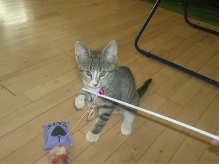 Huskat Sam billede 4