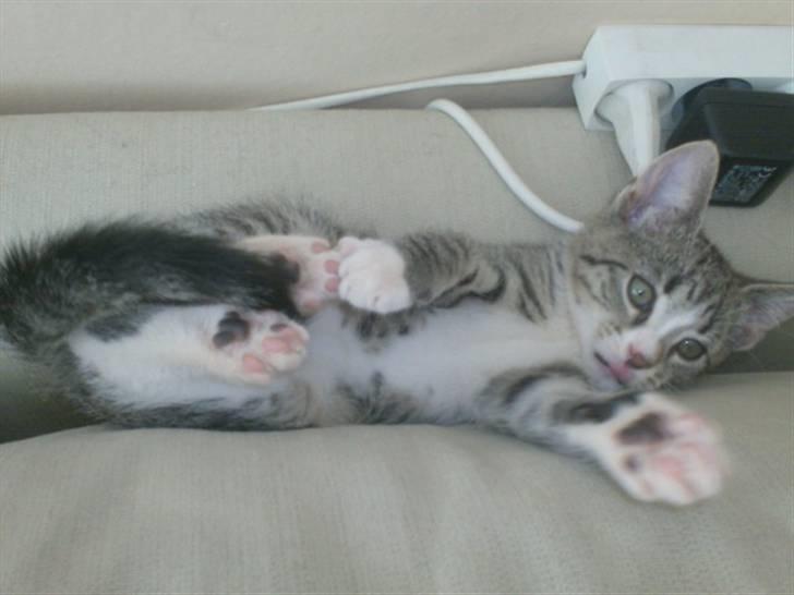 Huskat Sam billede 5