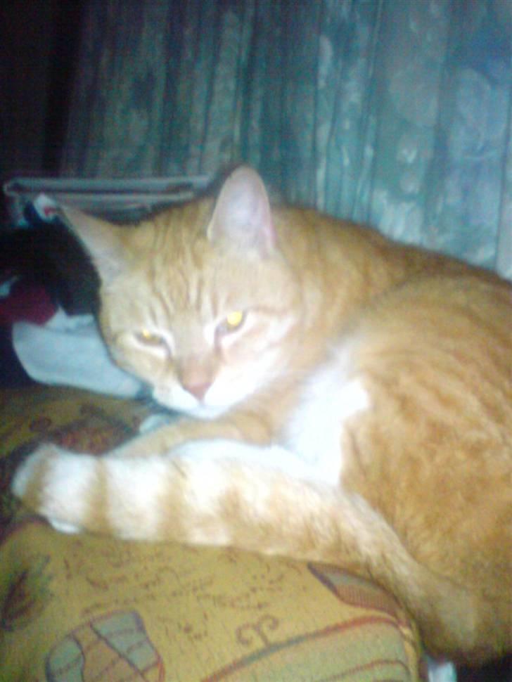 Blanding af racer Laban - her er jeg lige ved at falde ned af sofaen det er godt den stå op af vækken..hehe billede 7