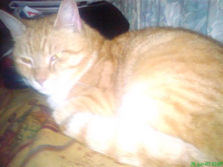 Blanding af racer Laban - nu har jeg overblik over det hele igen..hehe billede 8