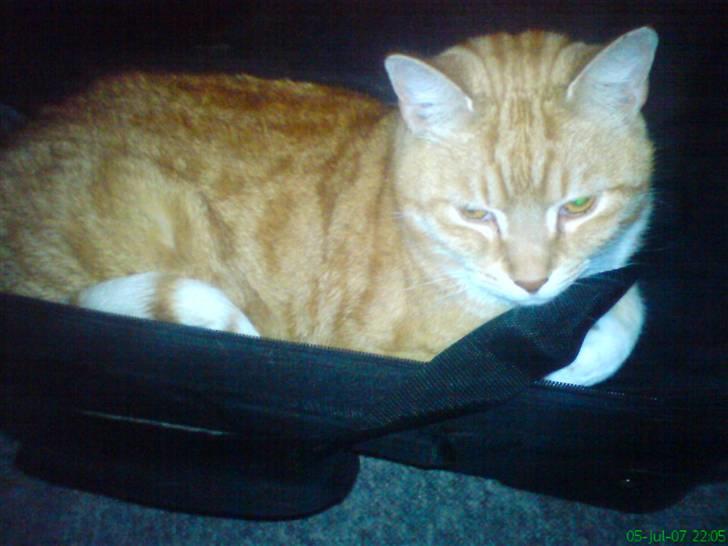 Blanding af racer Laban - jeg vil også med på ferie... jeg kan da godt være i kufferten..Smil.. billede 9